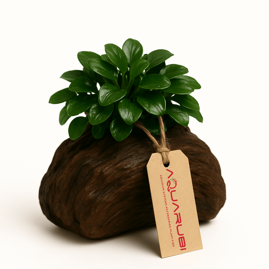 Anubias Petite On Nano Wood