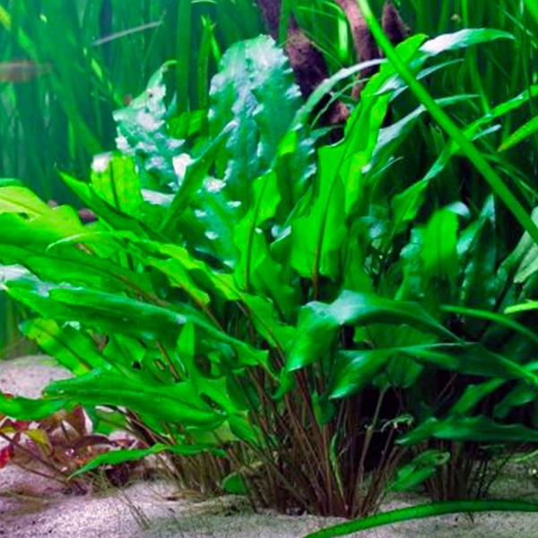 Cryptocoryne Wendtii Green Saksı