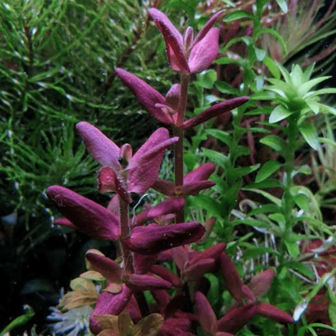 Bacopa Salzmannii Sp Araguaia Vitro