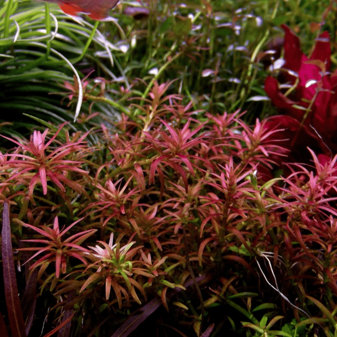Rotala Mexicana "Goias"