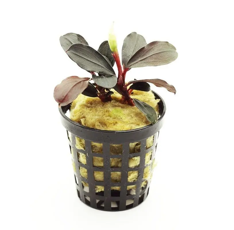 Bucephalandra Red Central