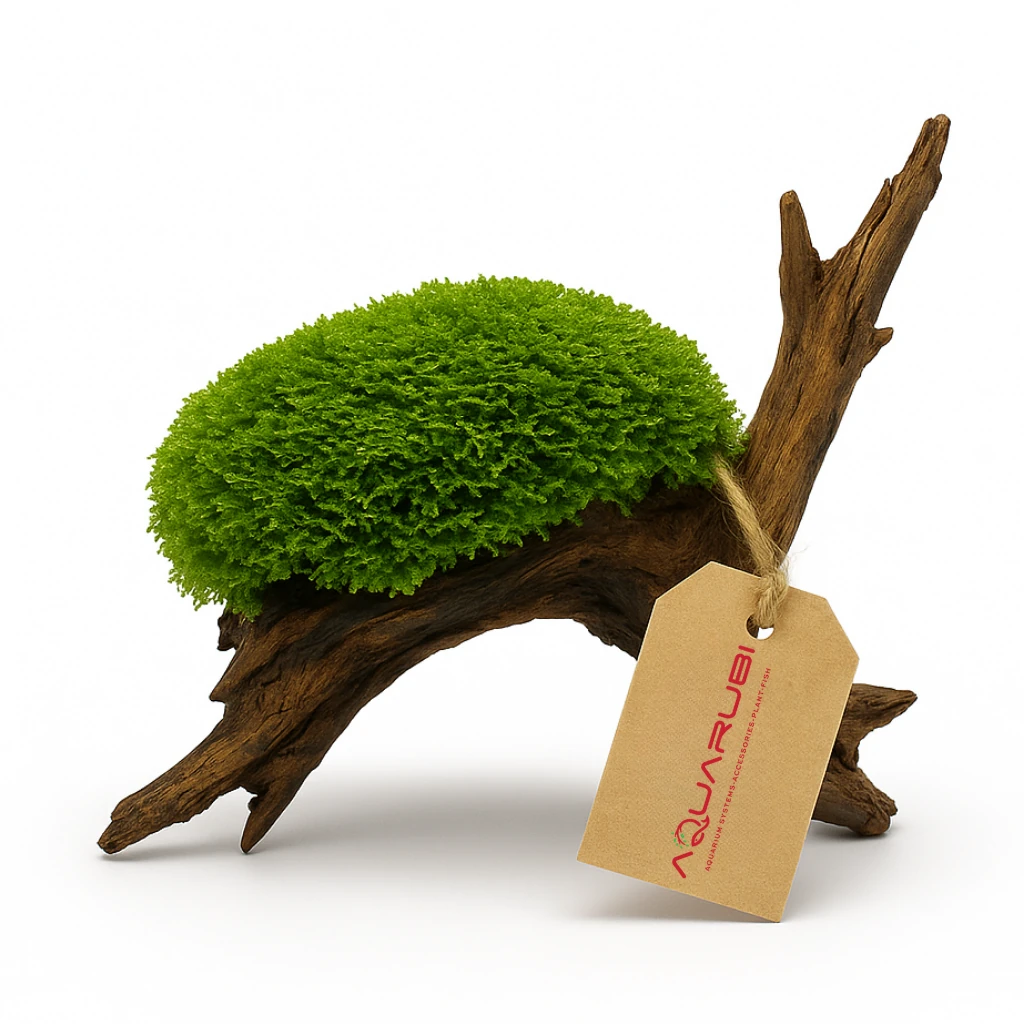 Mini Pellia on nano wood 15-20cm (Riccardia Chamedryfolia)