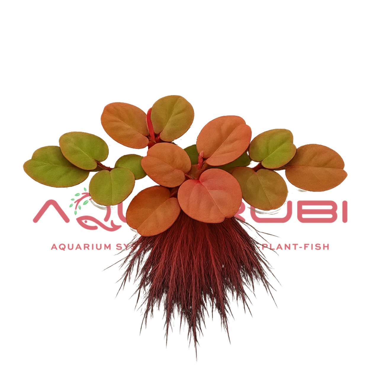 Phyllanthus Fluitans Red Root Floater Porsiyon