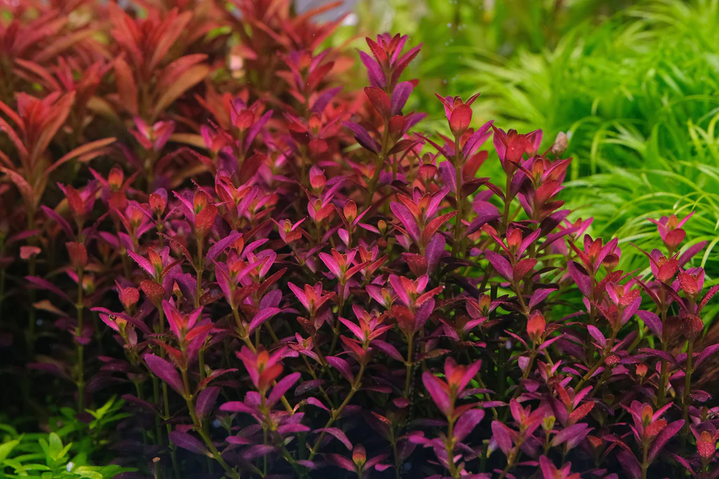 Rotala Ramosior Florida