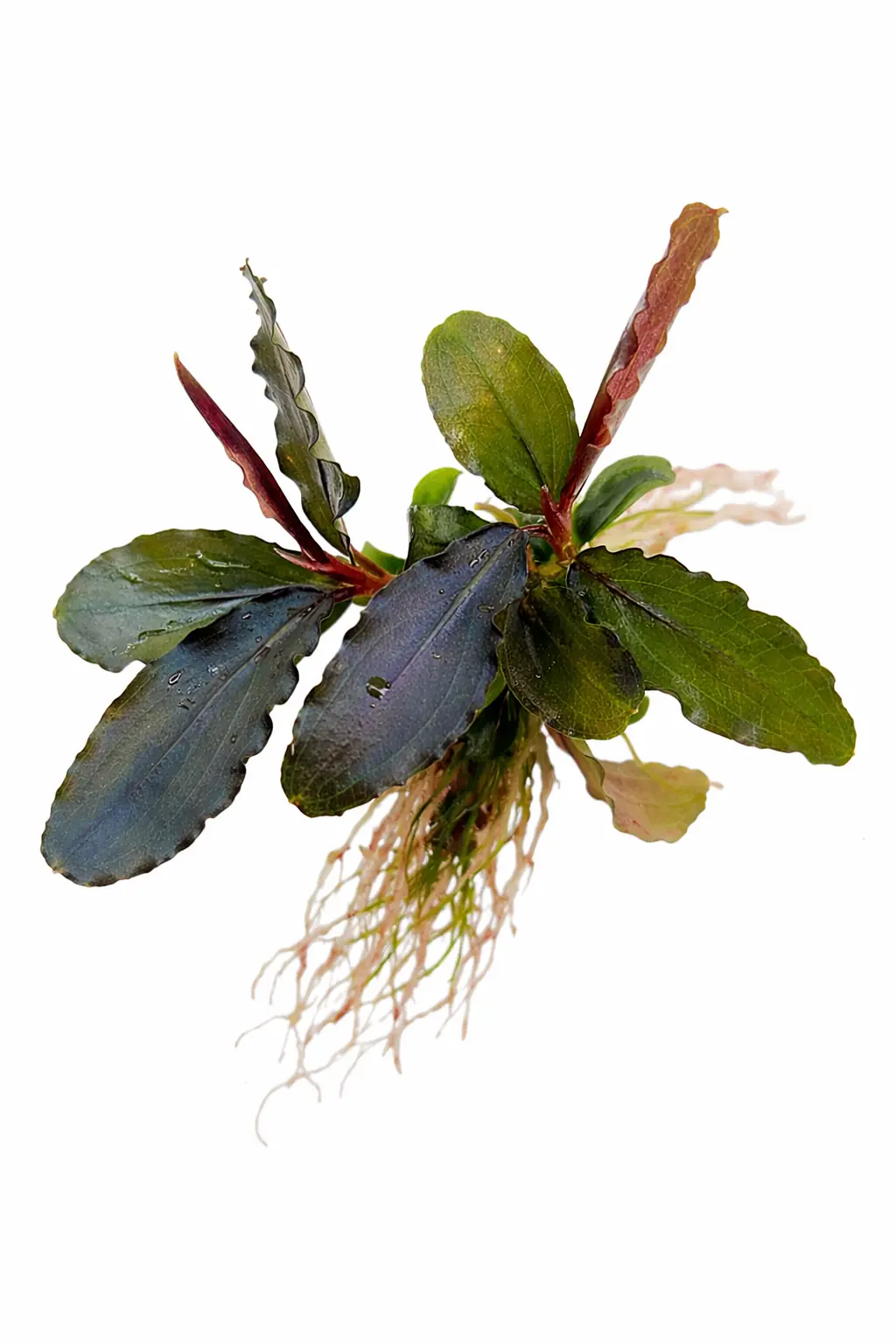 Bucephalandra Purple Wave