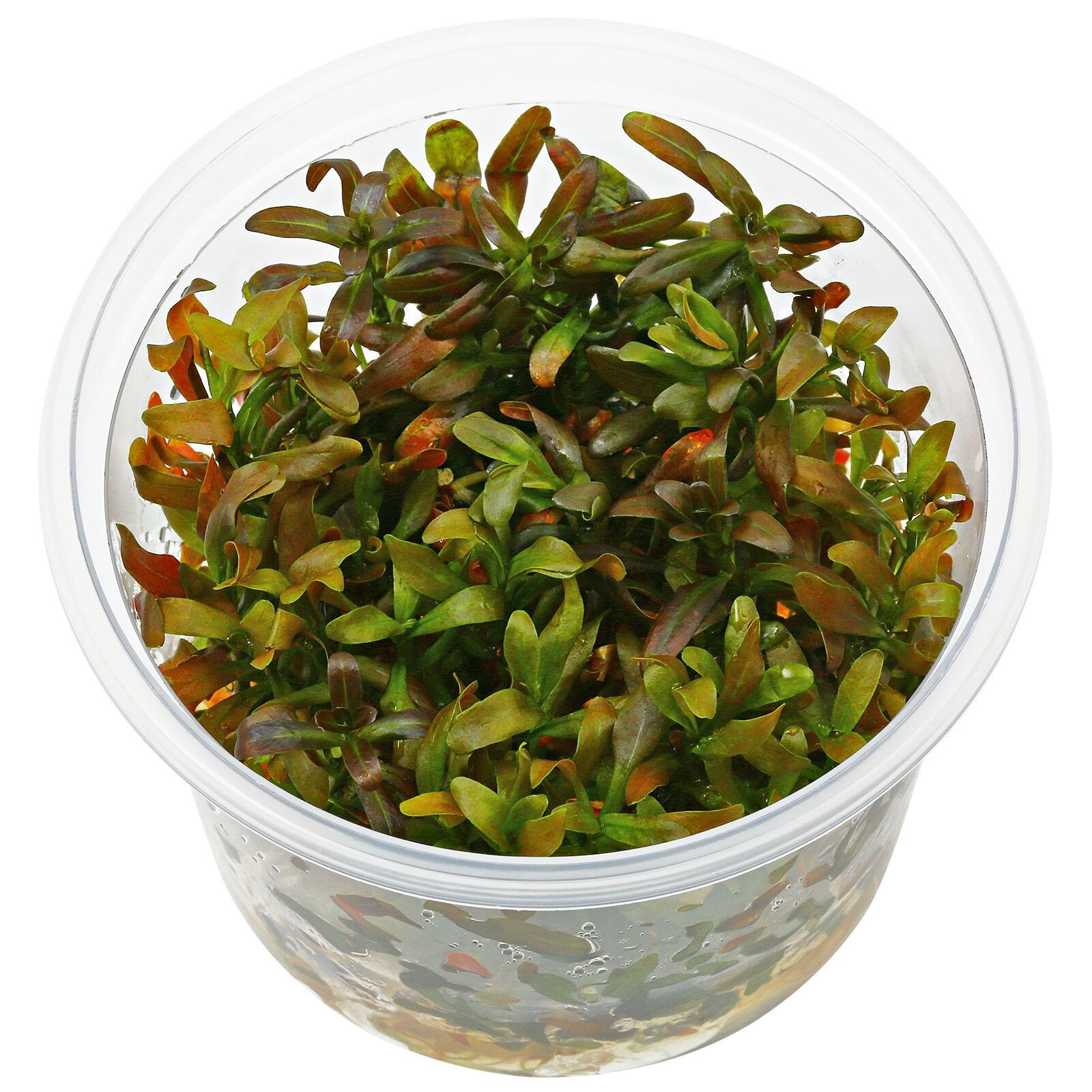 Rotala Florida Sunset "Ramosior"