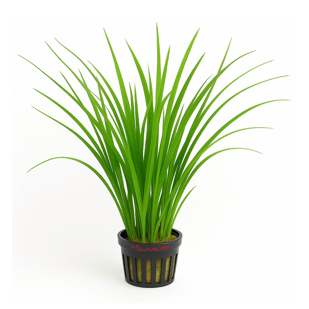 Cyperus Helferi