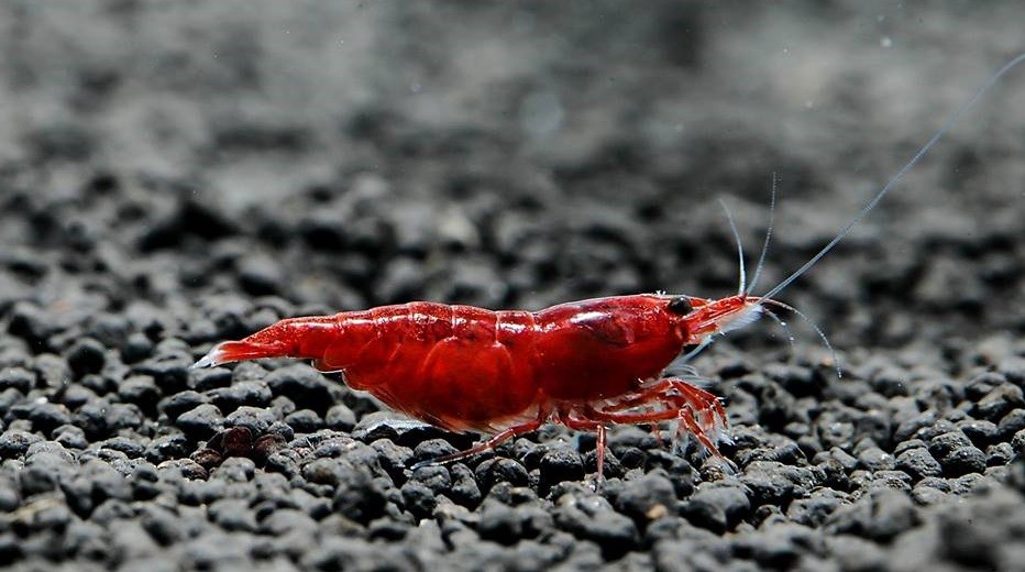 Bloody Mary 1-1,2cm 10'lu koloni