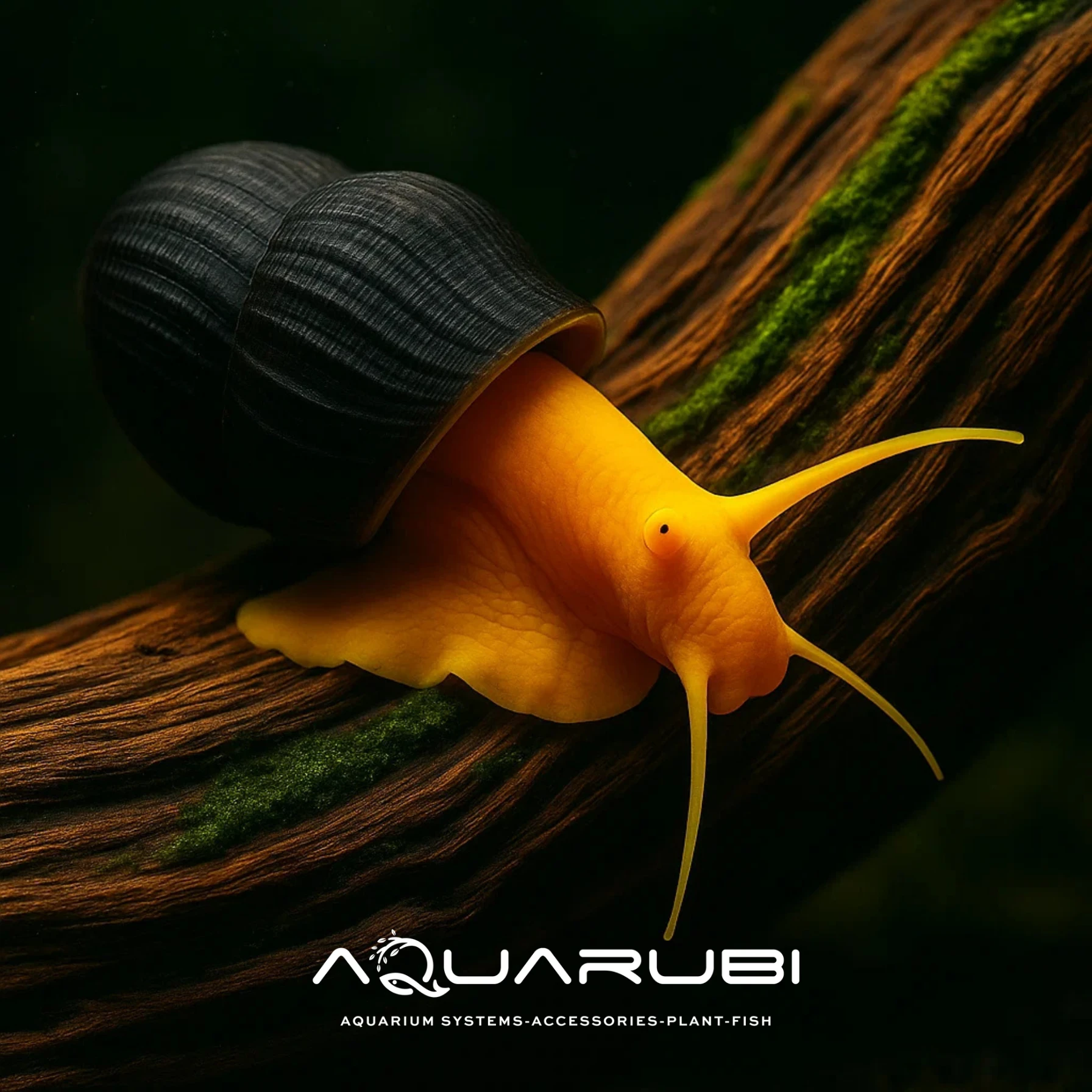 Poso Orange Rabbit Snail 4-5 cm