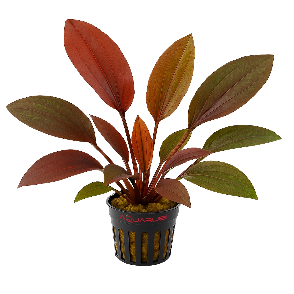 Echinodorus Red Flame