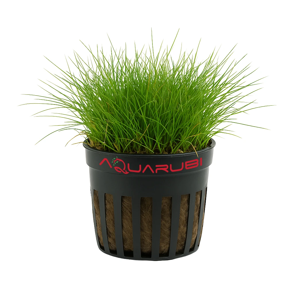 Eleocharis Acicularis 'Mini'