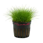 Eleocharis
