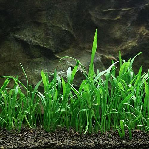 Lilaeopsis Brasiliensis