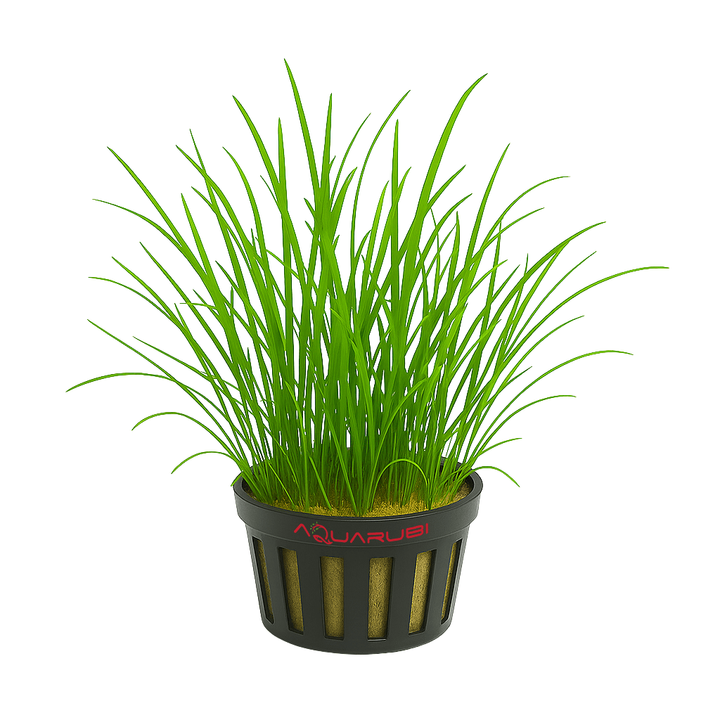 Lilaeopsis Brasiliensis