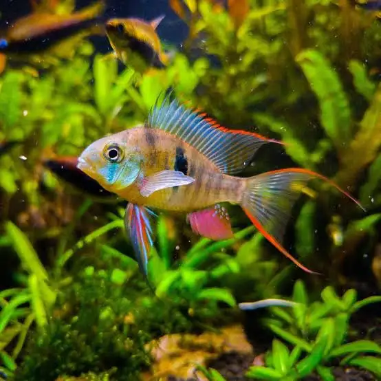 Bolivian Ramirezi 3-4cm (5 Adet)