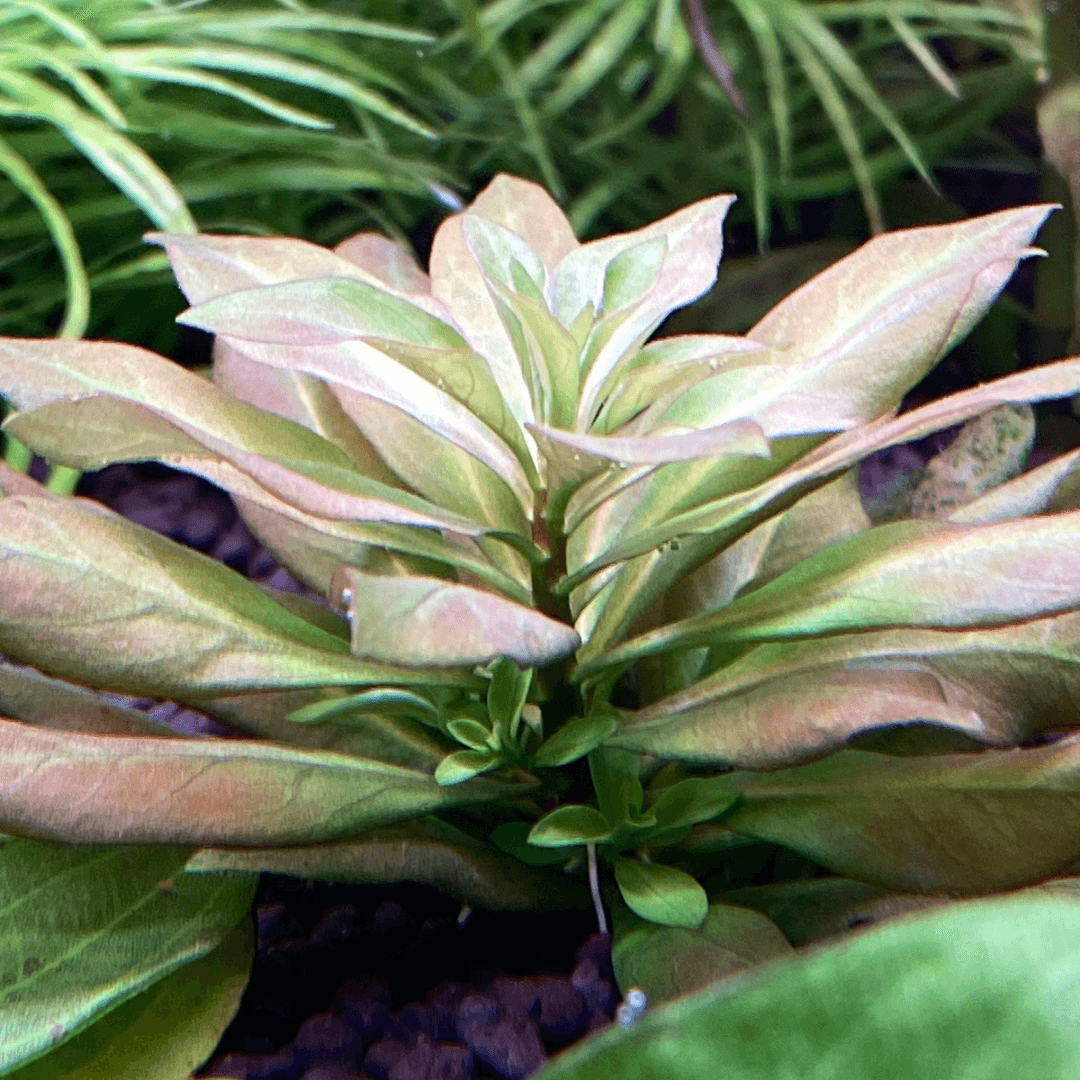 Ludwigia Sphaerocarpa