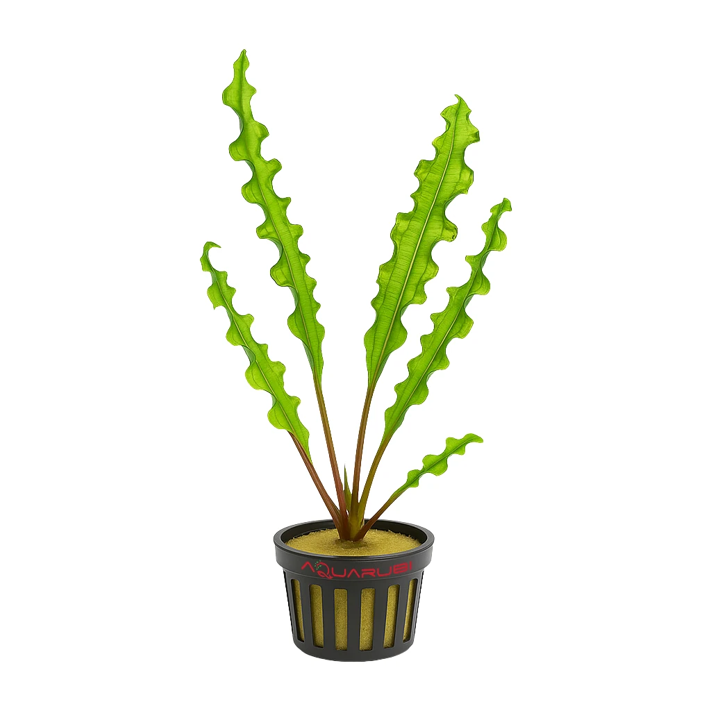 Aponogeton Capuronii