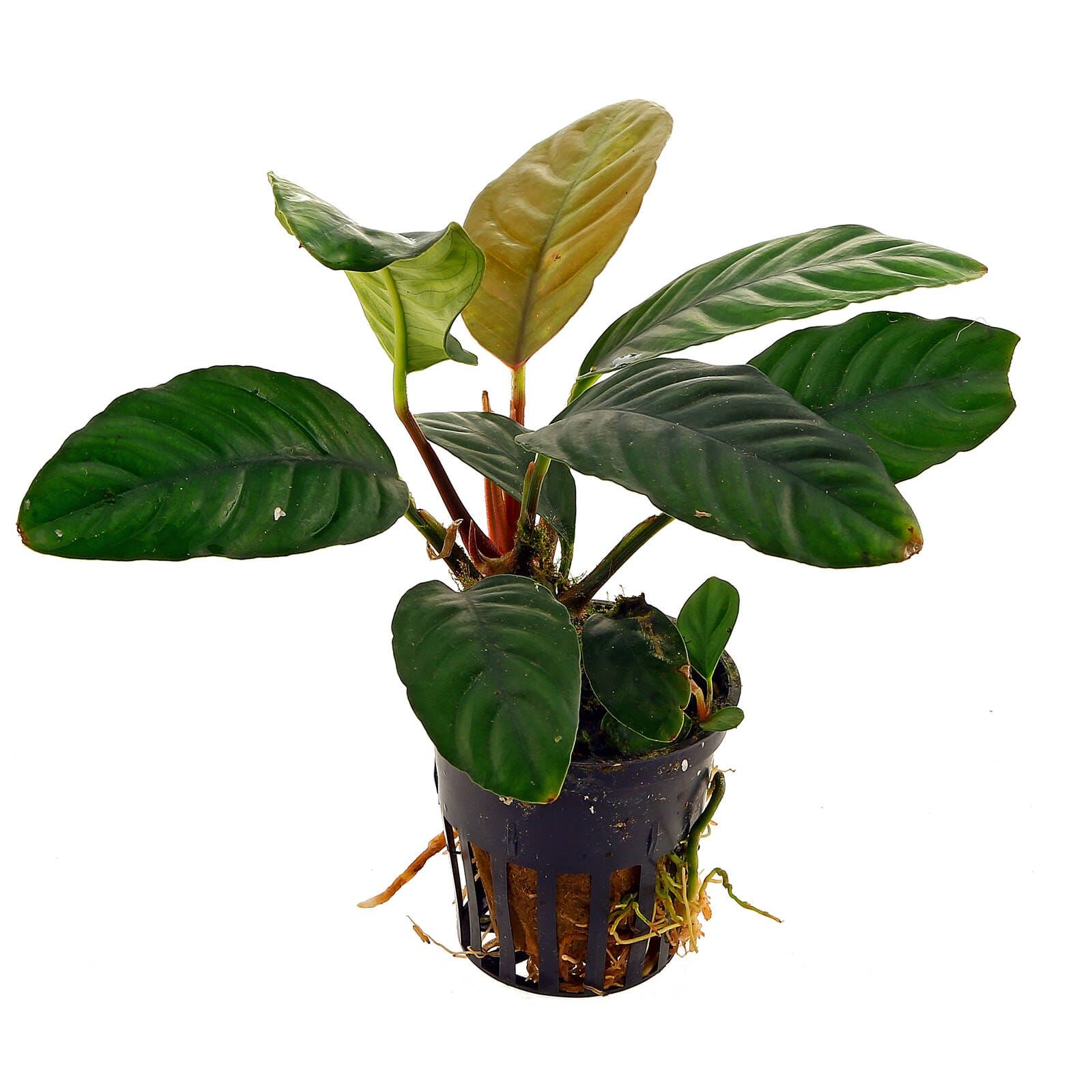 Anubias Coffefolia