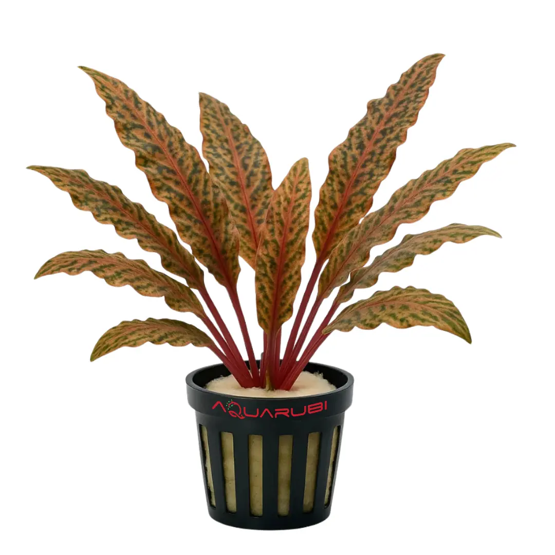 Cryptocoryne Nurii Rosen Maiden