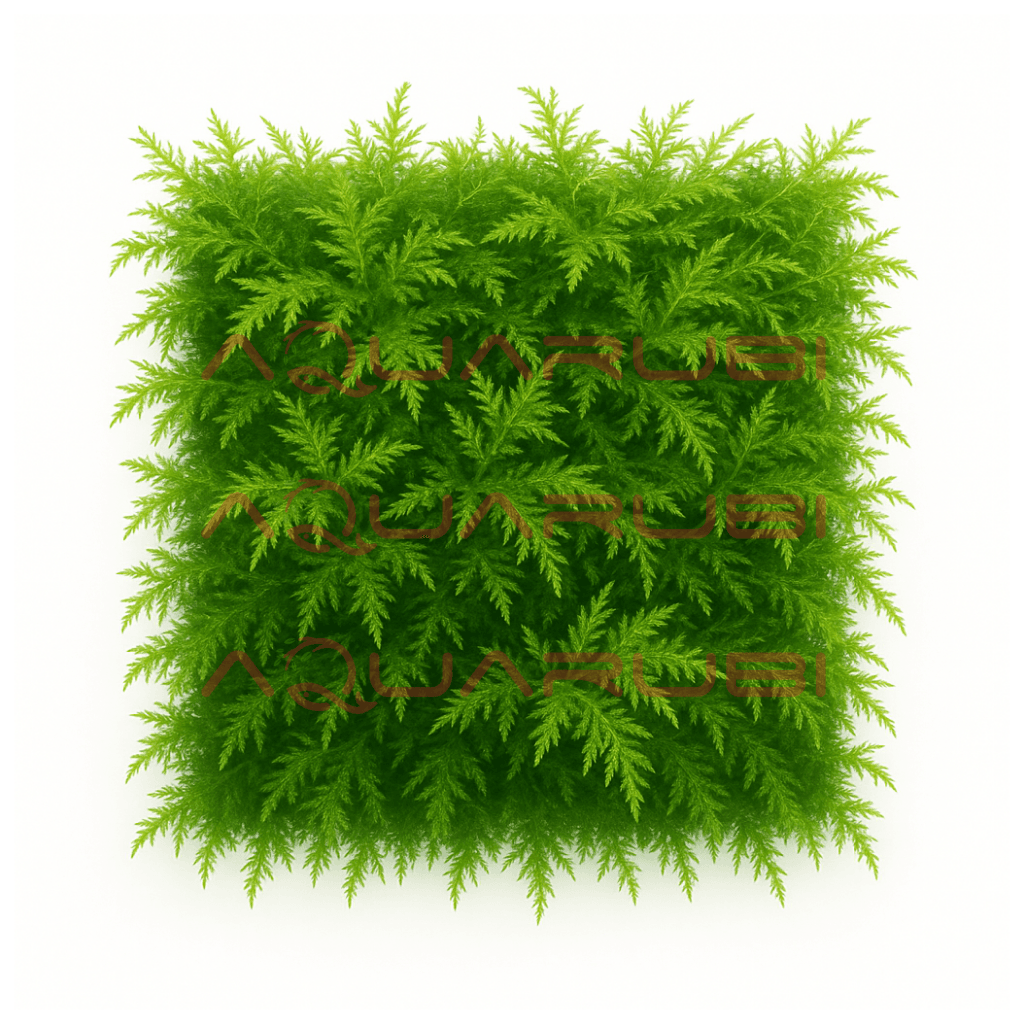 Peacock Moss