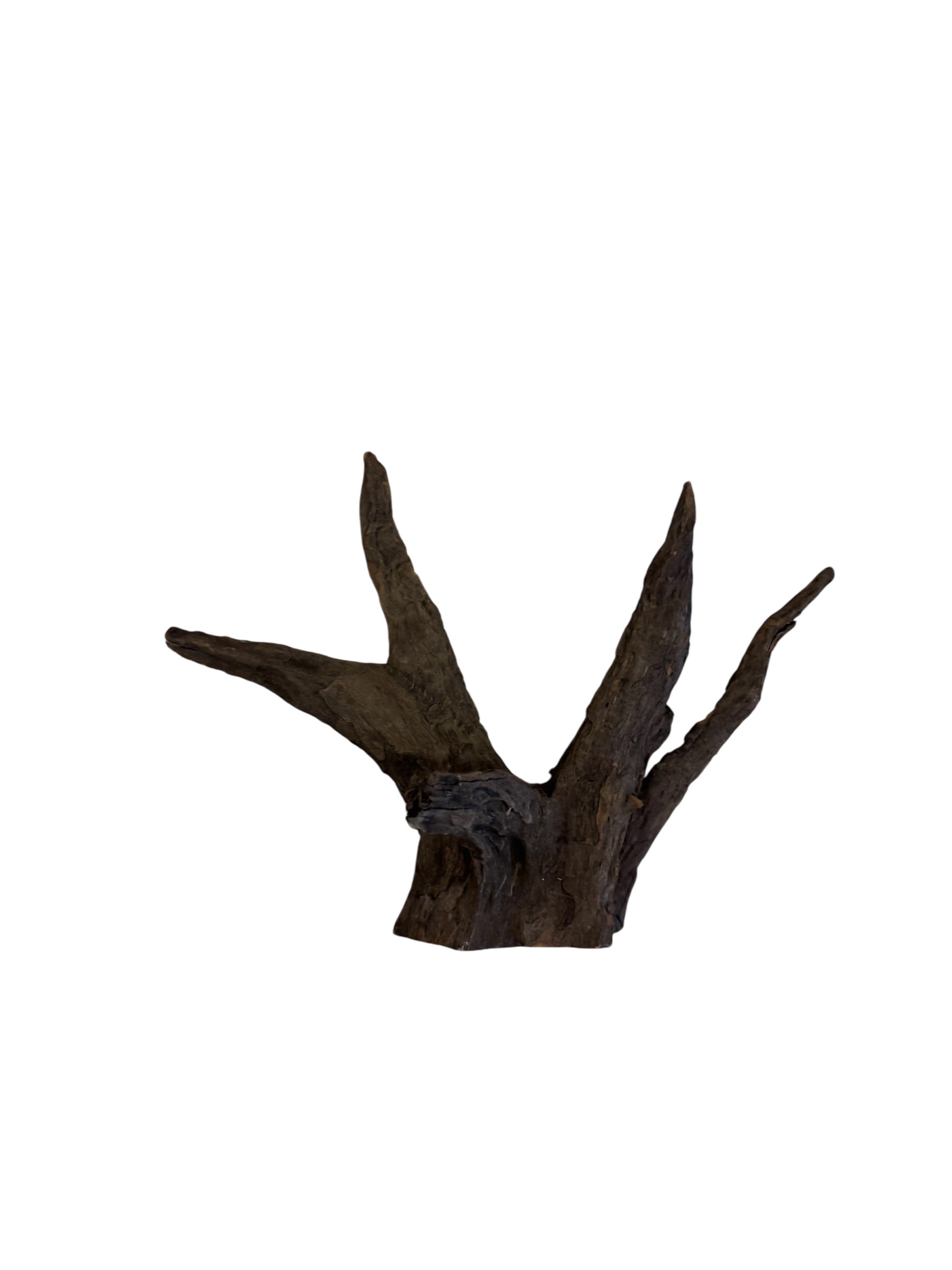 Tree Root Wood 20-30cm