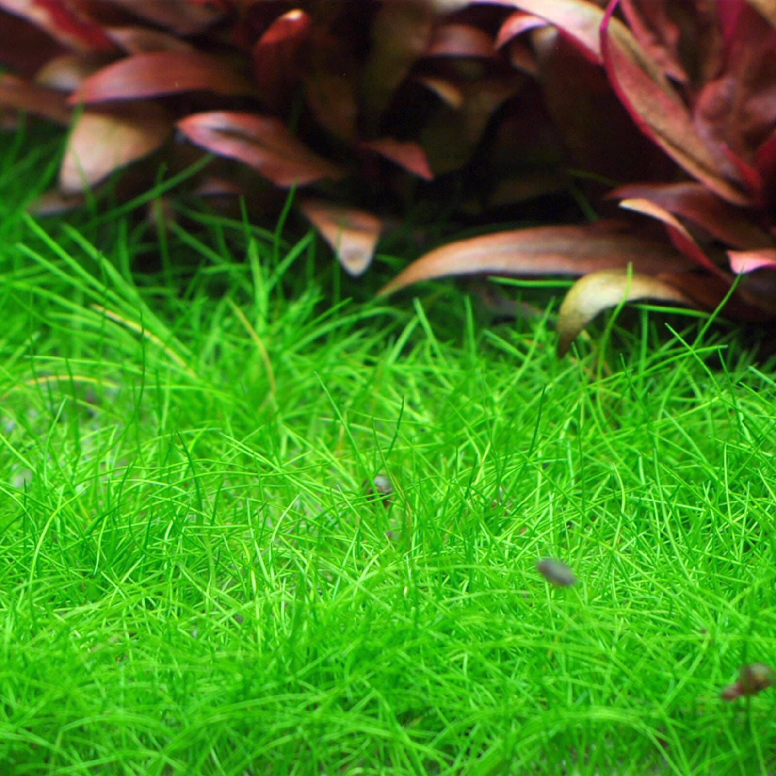 Eleocharis Parvula Mini