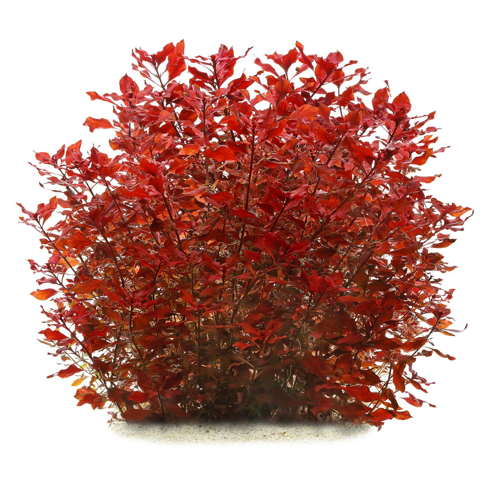 Ludwigia Palustris Super Red