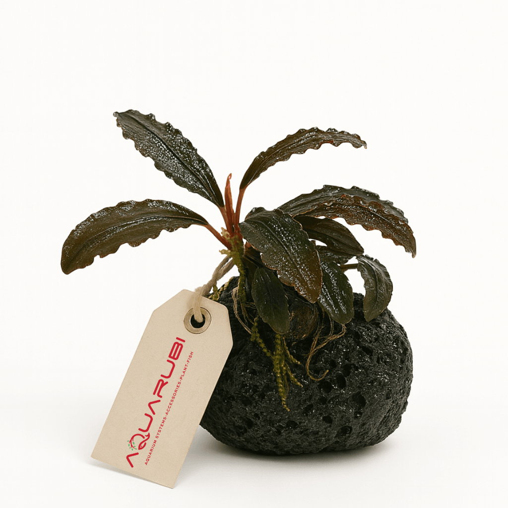 Bucephalandra on Lava Rock