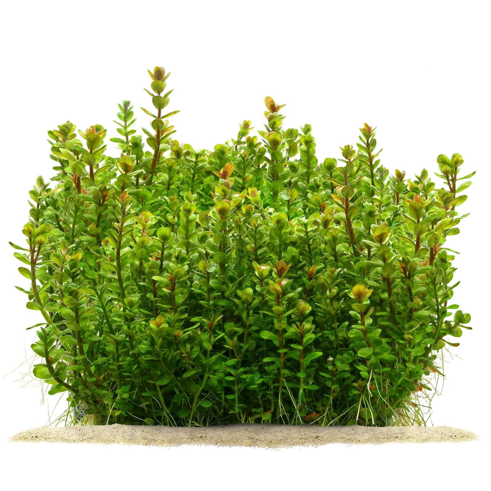 Rotala Bonsai