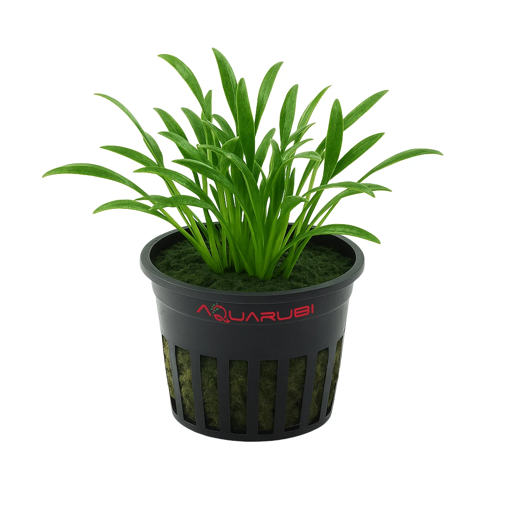 Cryptocoryne Parva Saksı