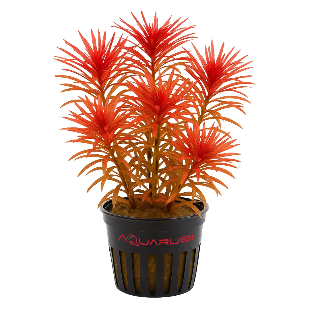 Ludwigia Inclinata var. Verticillata 'Meta'