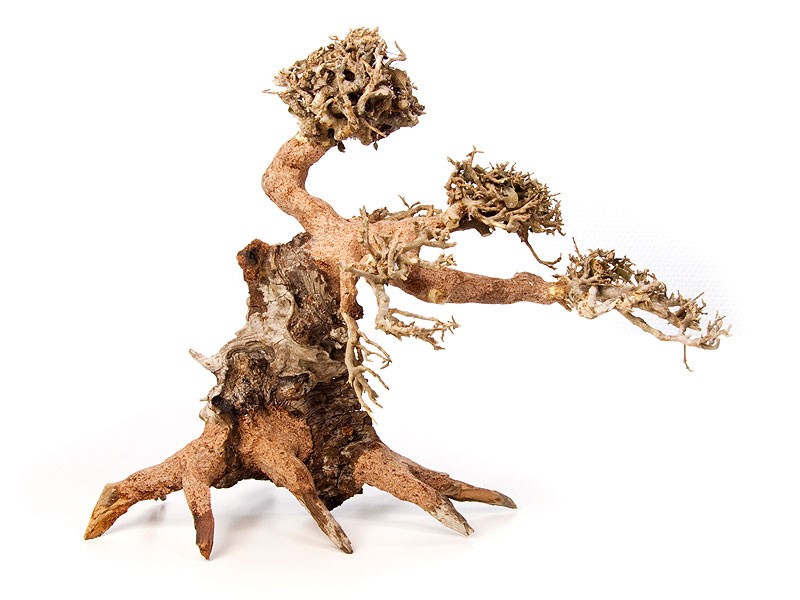 Bonsai Wood - S