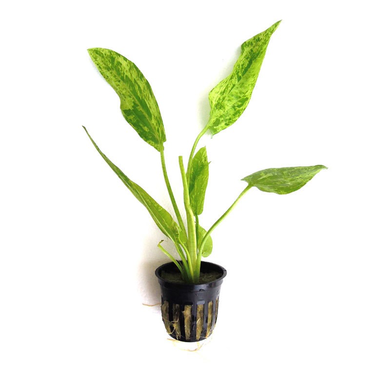 Echinodorus Marble Queen