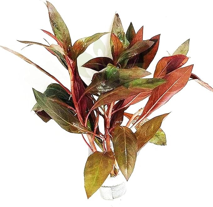 Ludwigia Peruensis