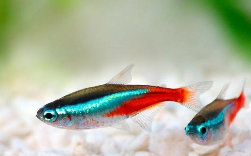 Neon Tetra 2cm (10 adet)