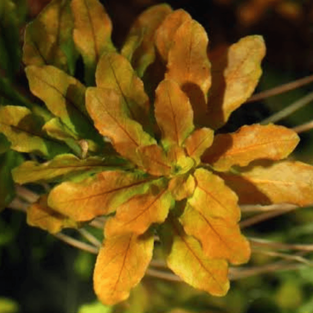 Ludwigia Sphaerocarpa