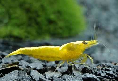 Sarı Ateş Neon 0,8-1 cm 10'lu koloni