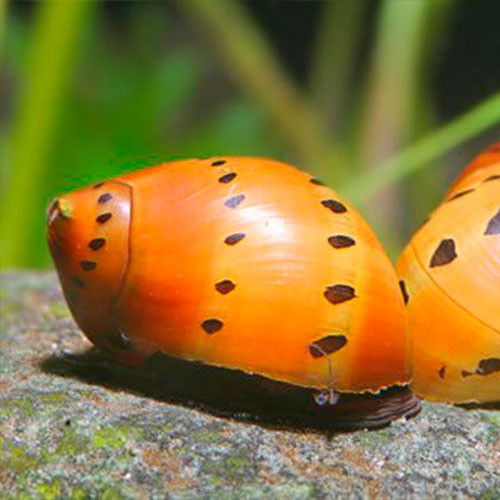 Tiger Snail 2cm