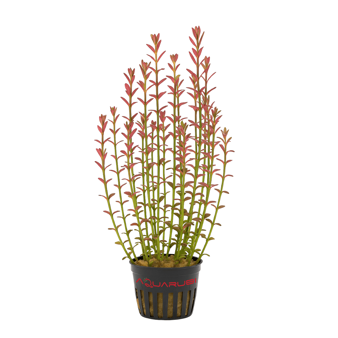 Rotala Florida Sunset