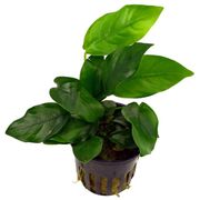 Anubias