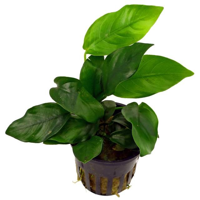 Anubias Barteri Var Barteri -M-