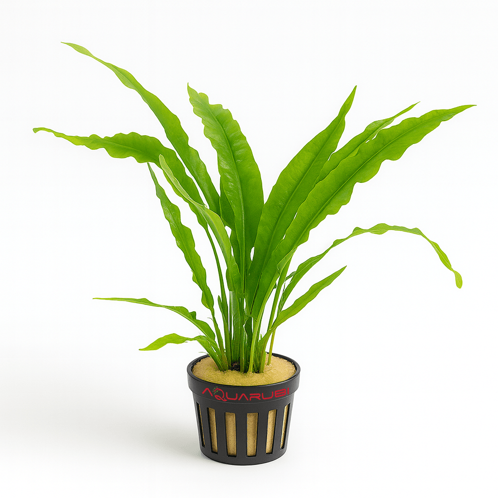 Microsorium Pteropus (java fern) Bağ