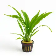 Microsorium