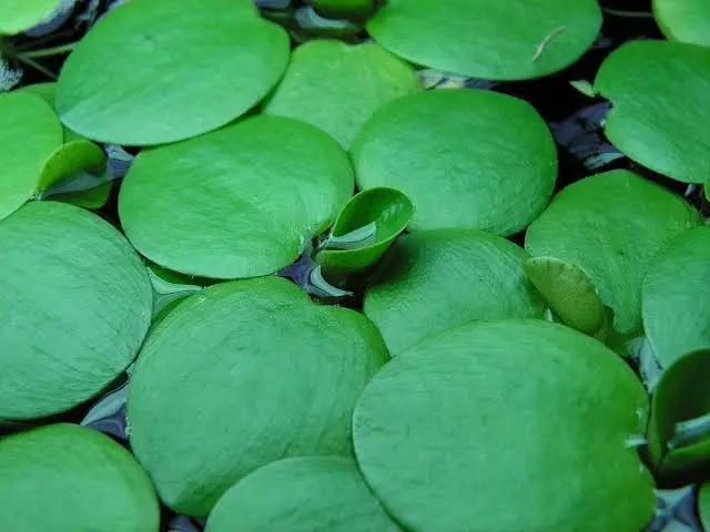 Limnobium Laevigatum (Frogbit)