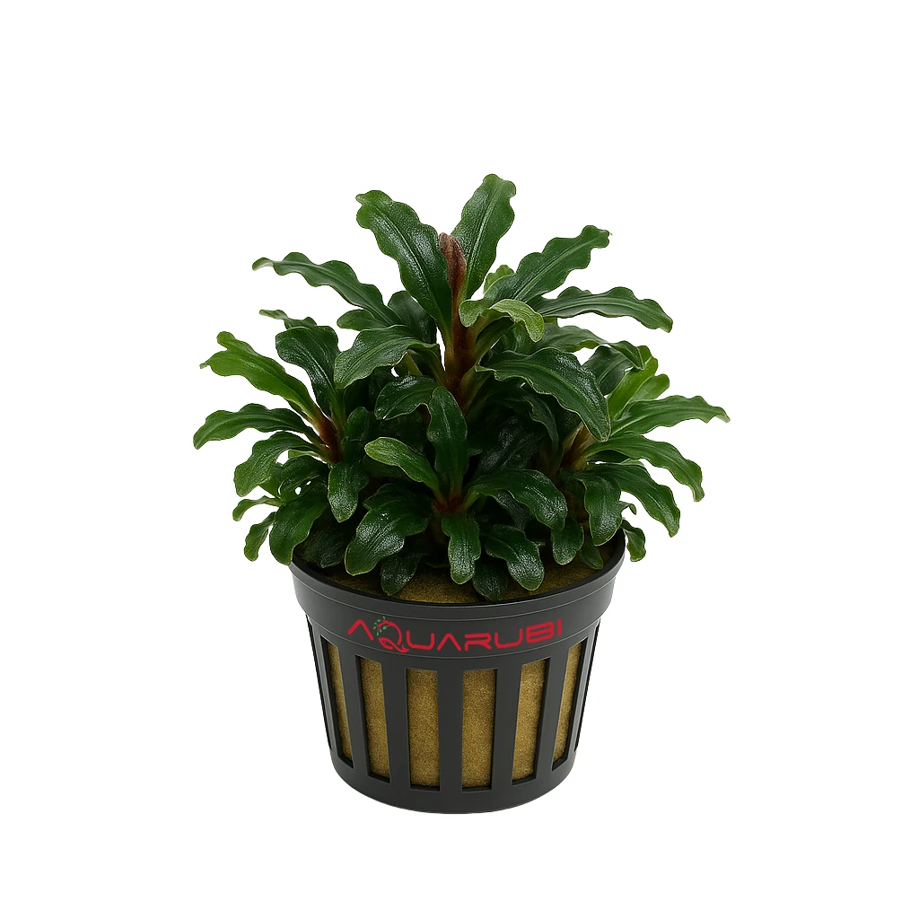 Bucephalandra Brownie Adinda 