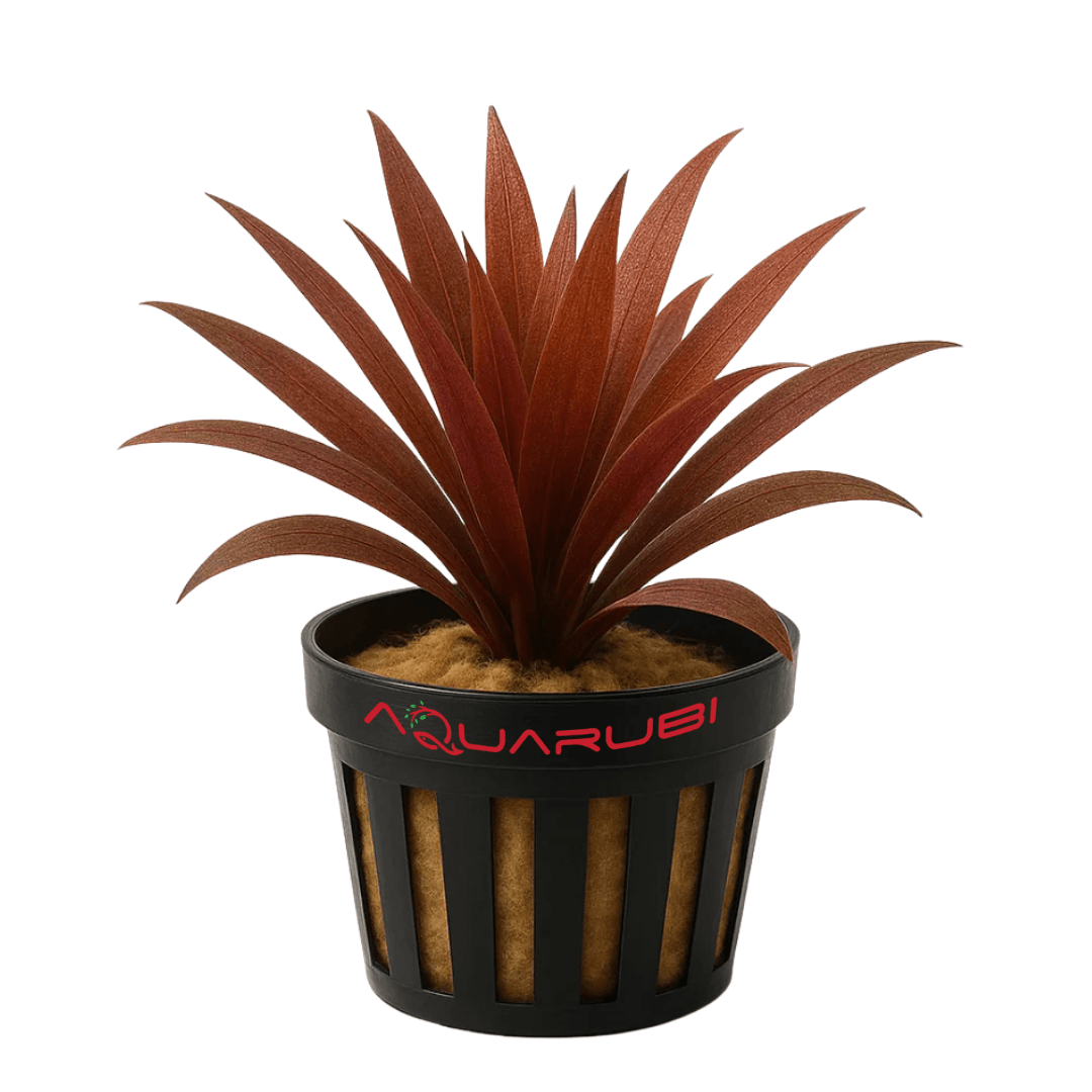 Xyris Sp Red