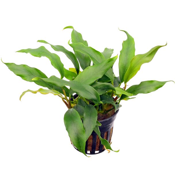 Anubias barteri var glabra (minima)