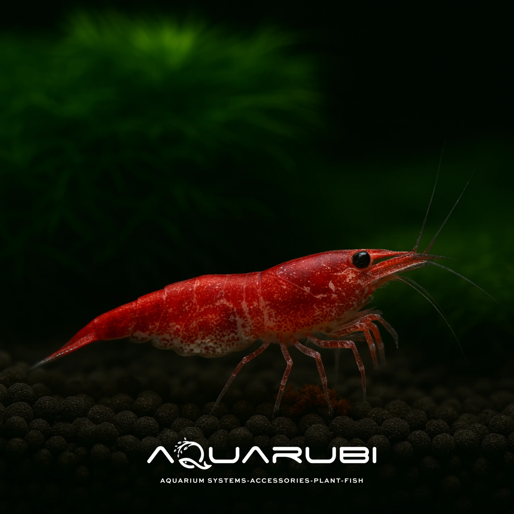 Kiraz Karides 1-1,2 cm 10'lu koloni