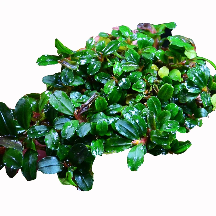 Bucephalandra Mini Coin Koloni