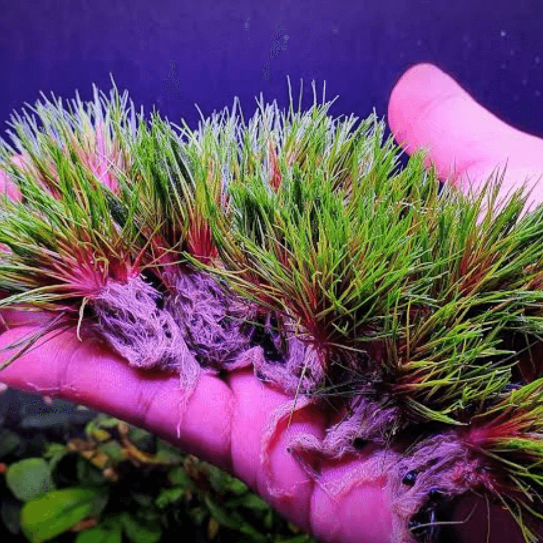 Eriocaulon Blood Vomit
